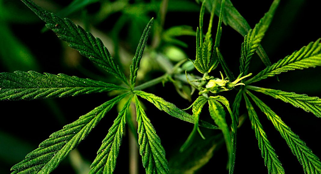 did the 2018 farm bill open the door to importing hemp