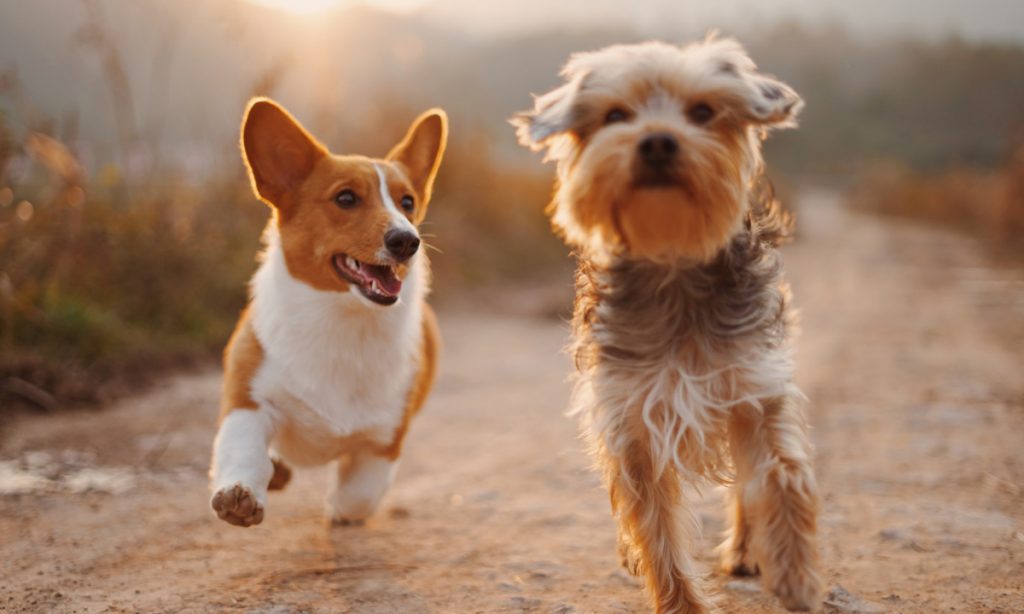 dogs know when youre upset and want to help