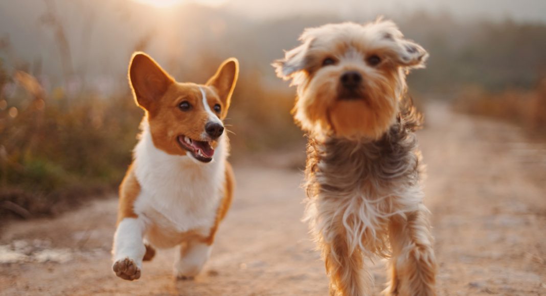 Do Dogs Know When You Are Upset
