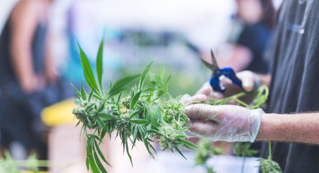 finding business opportunities in the cannabis industry