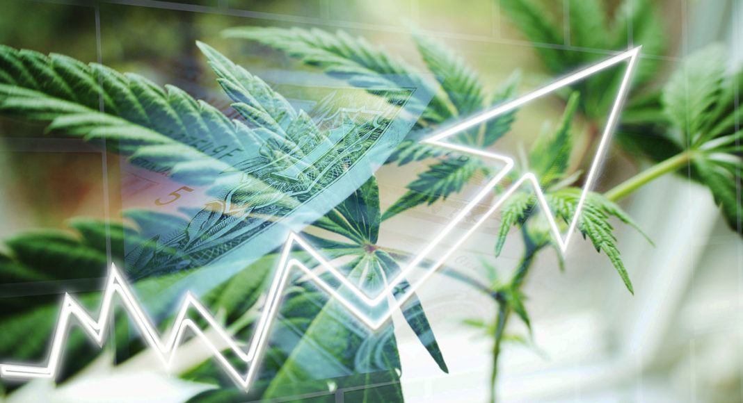 who will be the big business winners in cannabis