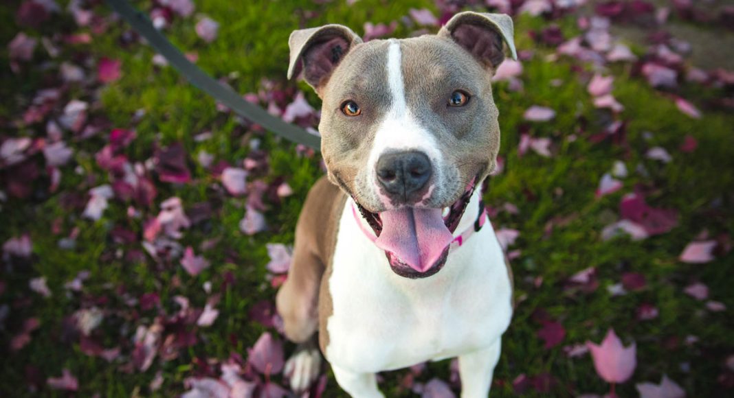 5 Apps To Help You Train Your Puppy