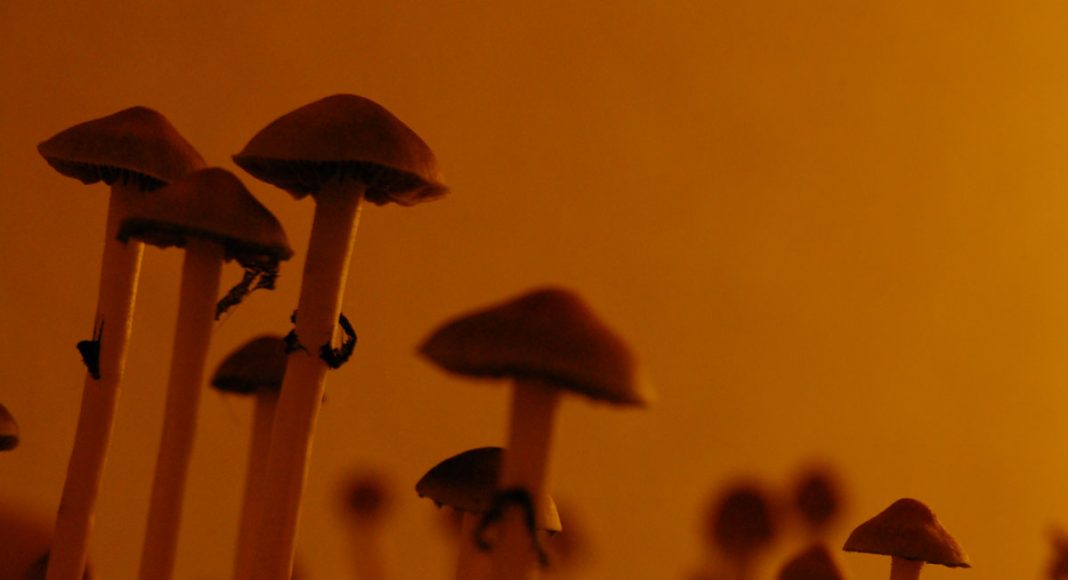 denver decriminalizes magic mushrooms