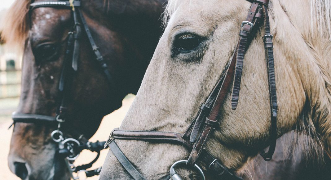 Guess Which Racing Animal Can't Take CBD Anymore