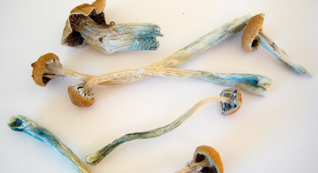 michael pollan praises psychedelics in his book condemns denvers mushroom decriminalization
