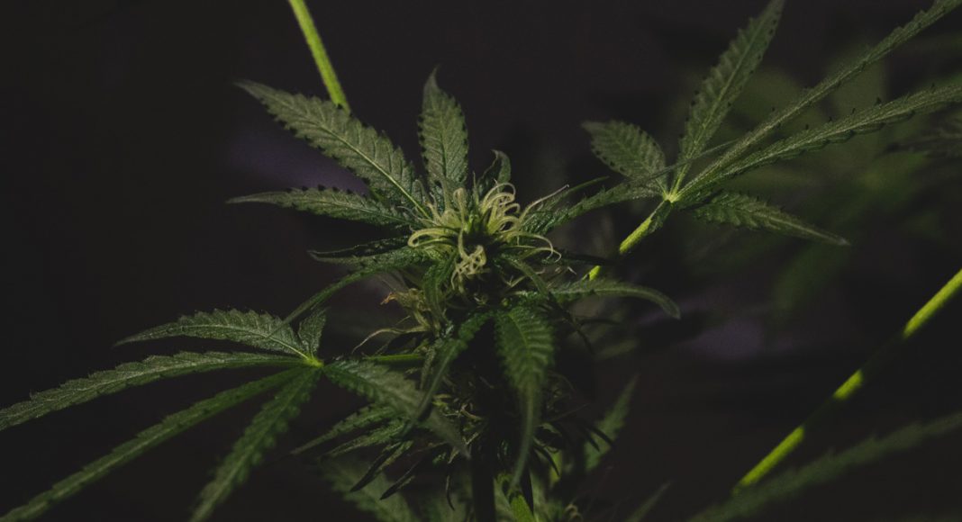 legalization marijuana