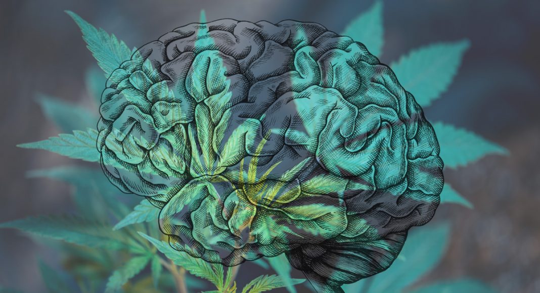 Concussions And Cannabis