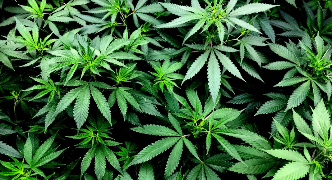 Could CBD Eventually Become An Antibiotic