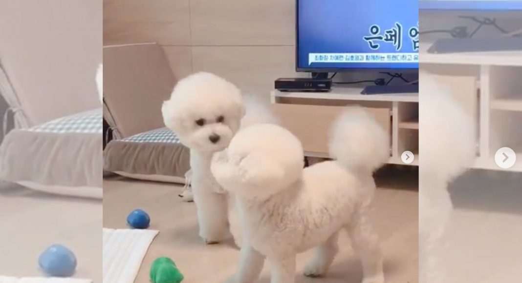 5 Videos Of Cute Animals For This Week: June 24