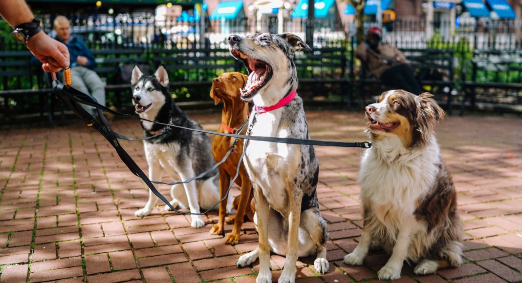 Dogs Have 'Puppy Dog Eyes' Because They Spend So Much Time With Humans