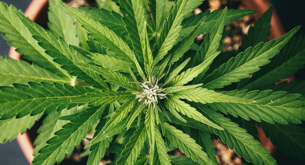 Low-THC Marijuana A Safer Substitute For Anti-Anxiety Meds