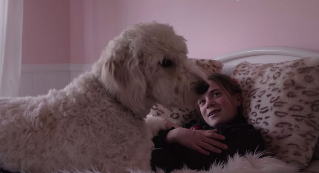 Netflix Wants You And Your Dog For Their Hit Show Dogs