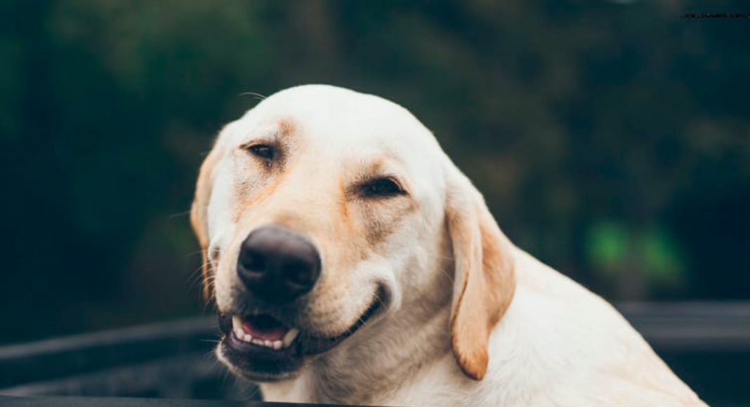 Best Types Of CBD Products For Dogs
