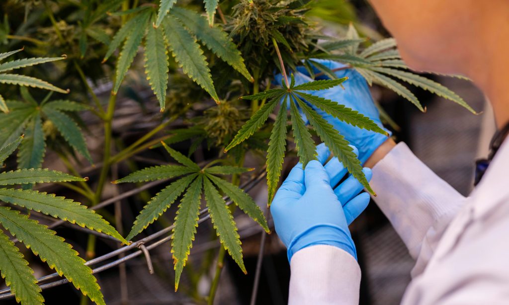 president trump could make marijuana legalization key issue in 2020
