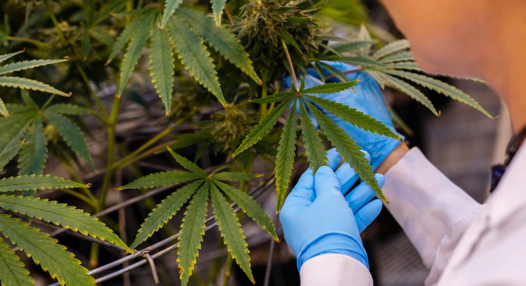 president trump could make marijuana legalization key issue in 2020