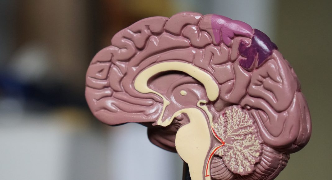 Cannabis, CBD, And Hemp For Treating Brain Injuries
