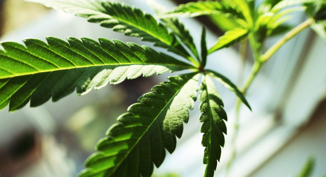 why marijuana companies are rebranding themselves health care companies to wall street