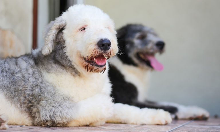 Shaggiest Dogs Of Instagram: Old English Sheepdog