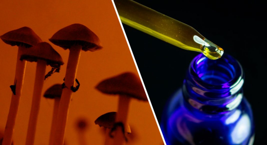 both cbd and psilocybin show potential in fighting alcohol use disorder