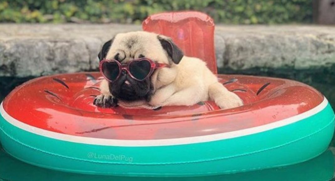 Stop And Look At These Dogs On Floaties