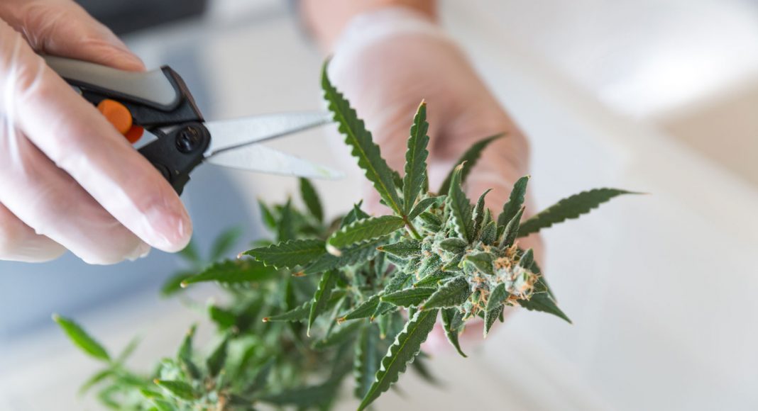 heres some great news if youre trying to find work in legal marijuana states
