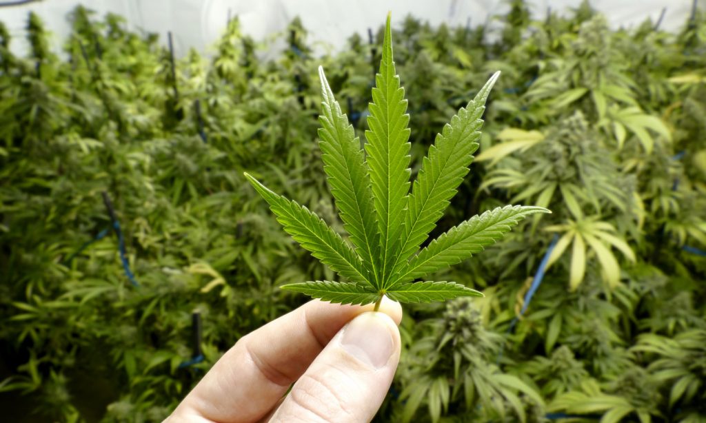 study how cannabis replacement therapy can counter addiction