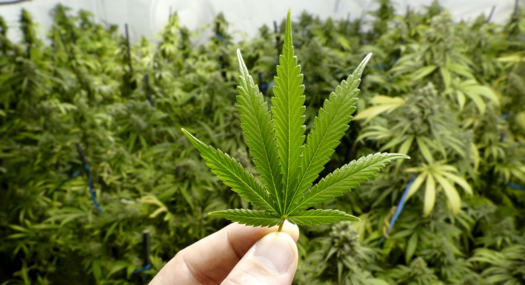 study how cannabis replacement therapy can counter addiction