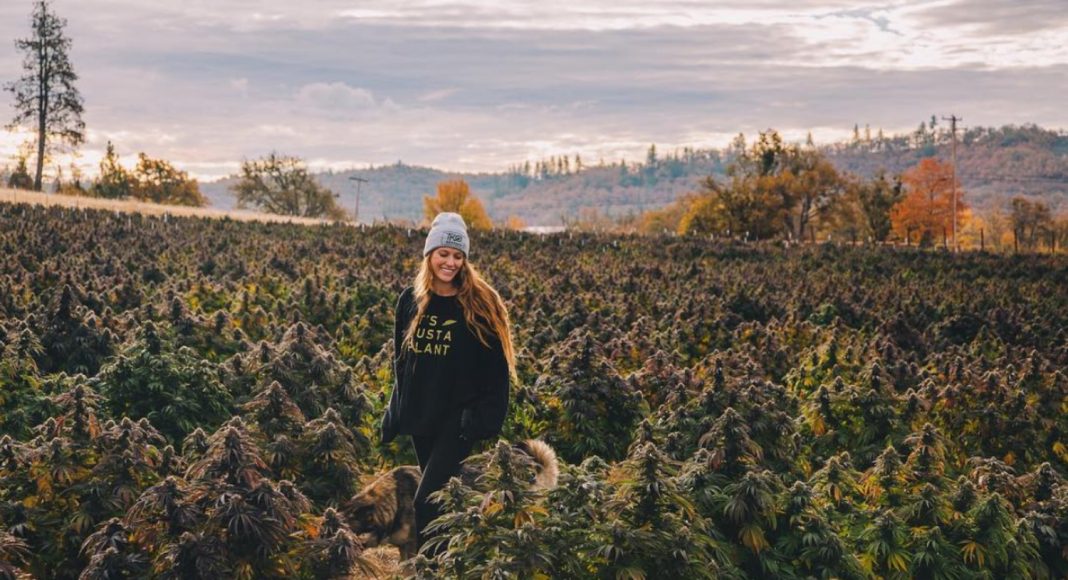 Canna.obscura' Is The Perfect Mix Of CBD And Cannabis Photography