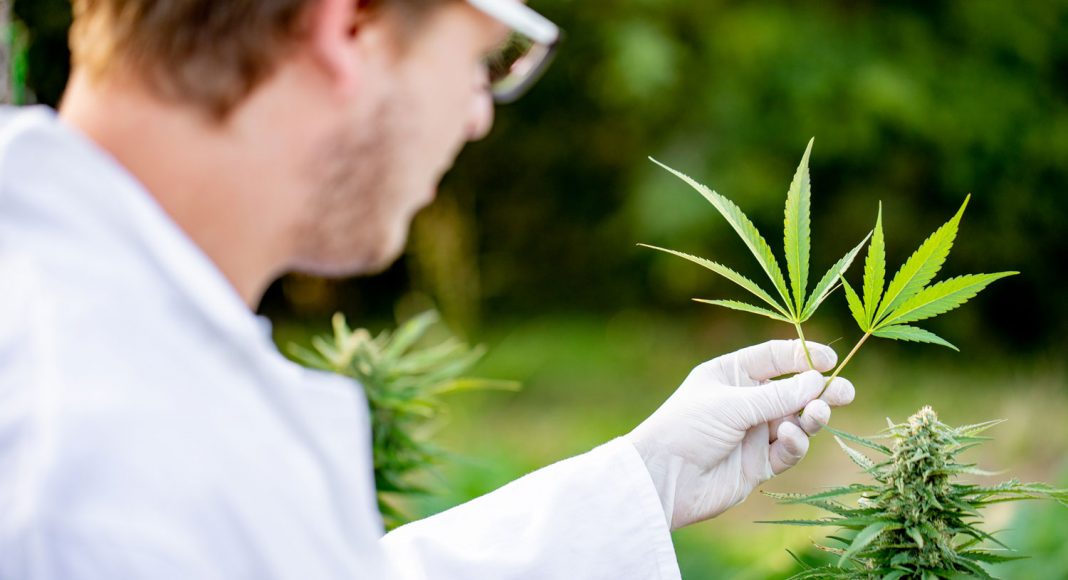 why is the dea flipping the middle finger at marijuana researches