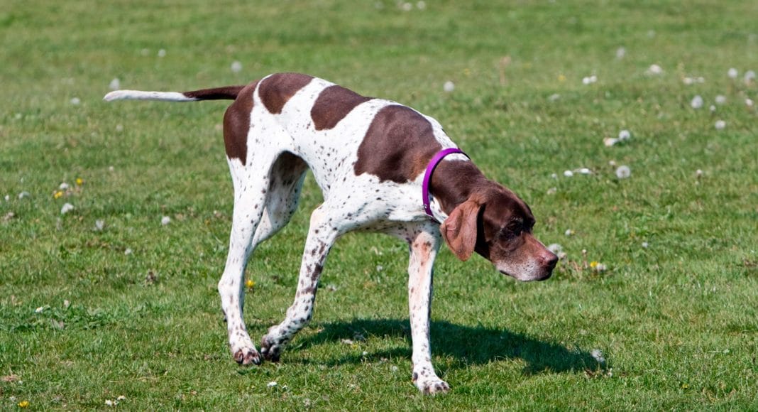 dogs of instagram pointer
