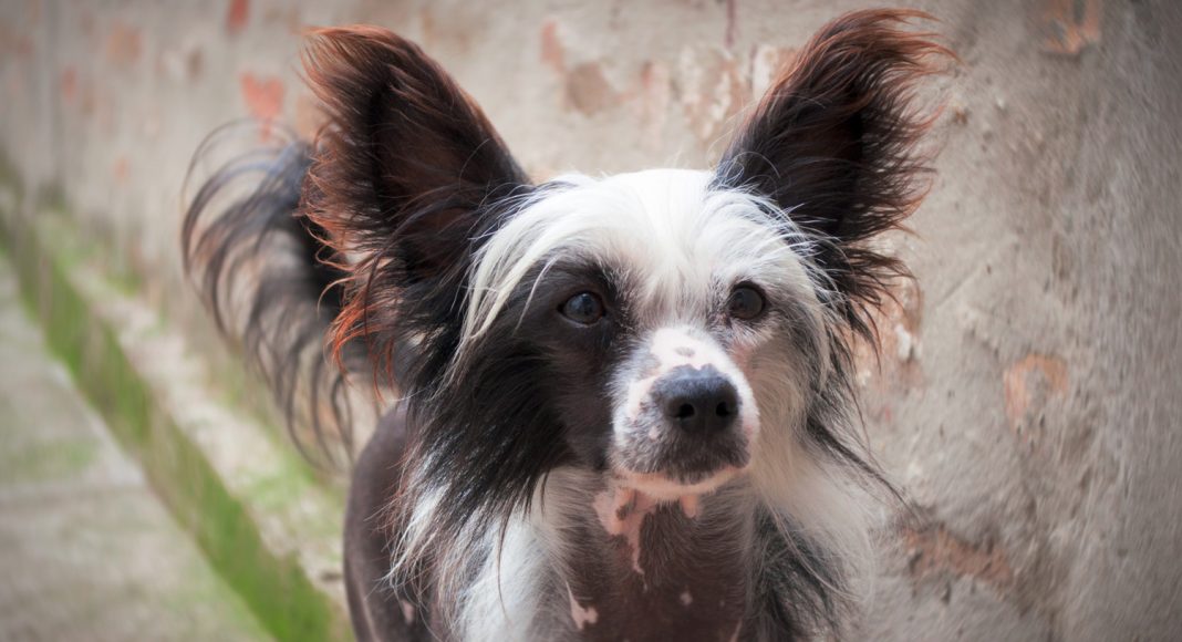 doi chinese crested dog