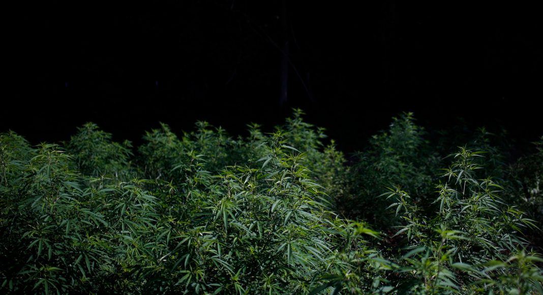 Can I Grow Legal Industrial Hemp