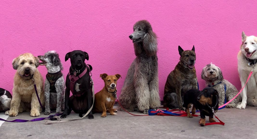 no dogs cant tell the difference between marijuana and hemp