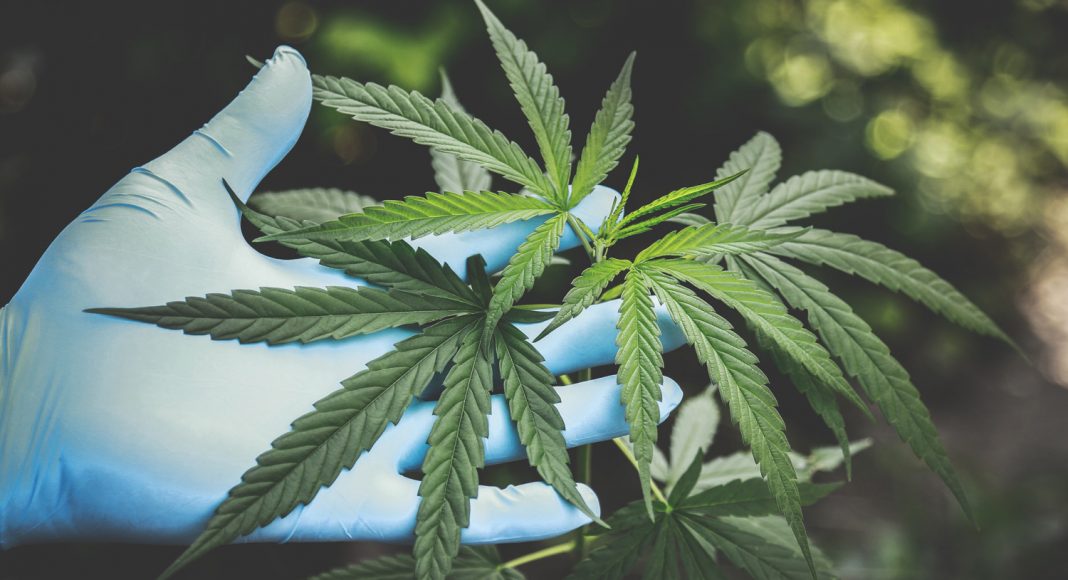 why if youre investing in marijuana you need to be careful