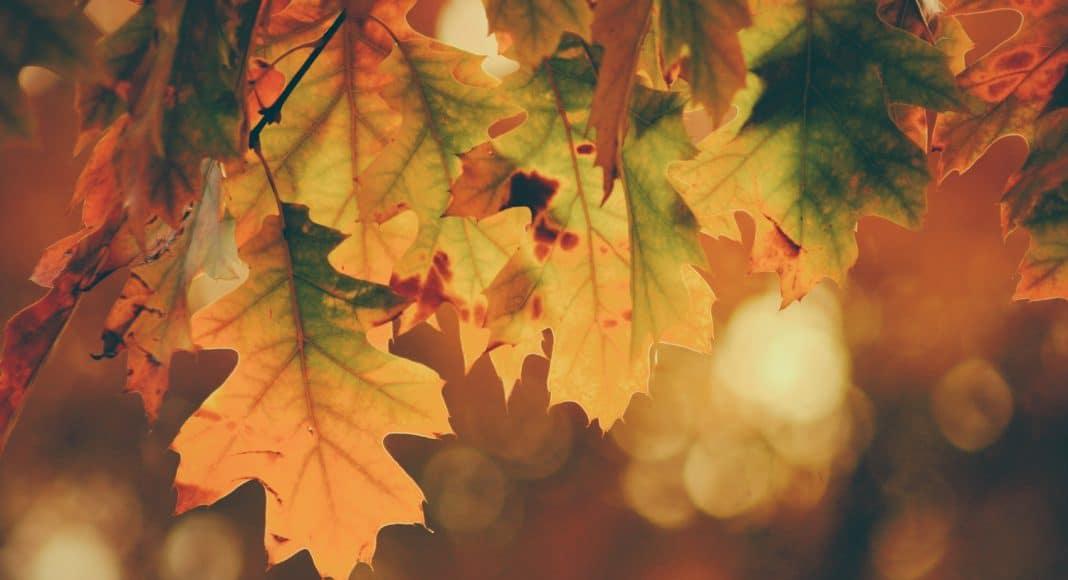https://un3 things to know about fall allergies and marijuana