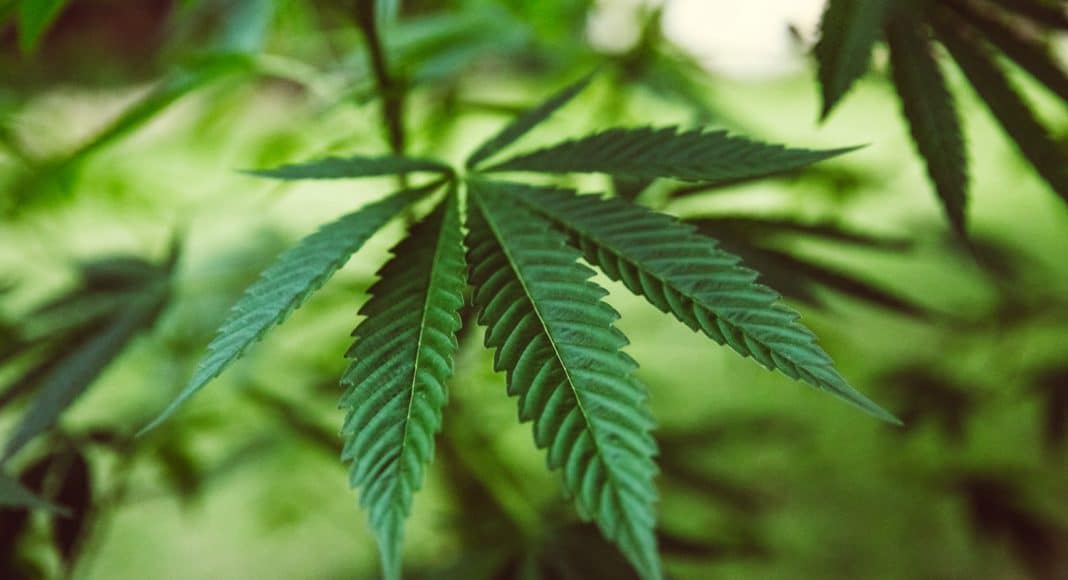 5 of the best cbd products