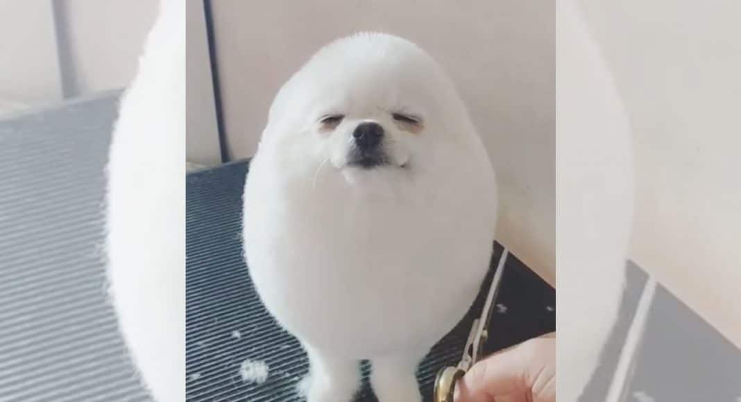 cute animal column