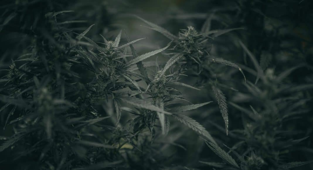 Does Overregulation Drive Black Market Marijuana