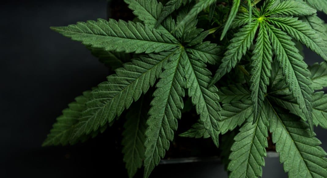 using cannabis to treat inflammatory bowel disease