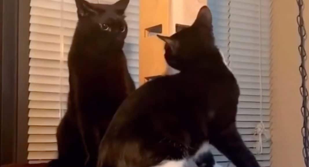 5 Animal Videos To Save Your Week Oct. 21