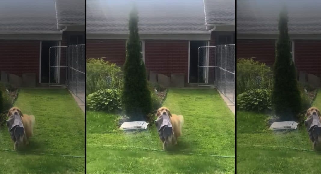 5 Animal Videos To Save Your Week October 28