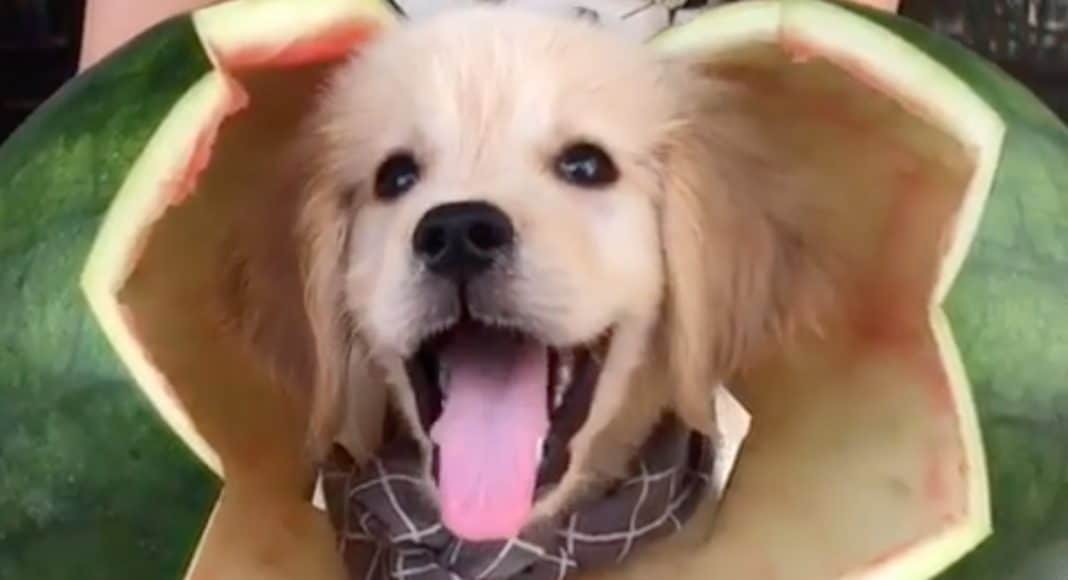 Dog videos