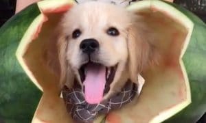 Dog videos