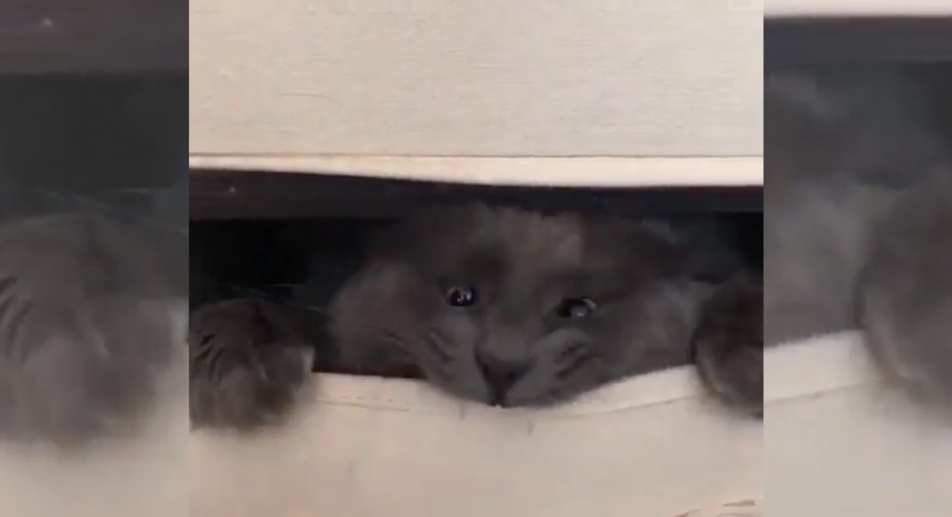 5 Videos Of Cute Animals To Get You Through The Week: September 30