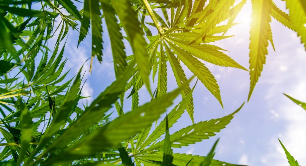 First Year Hemp Growers Struggle To Reach Profitability