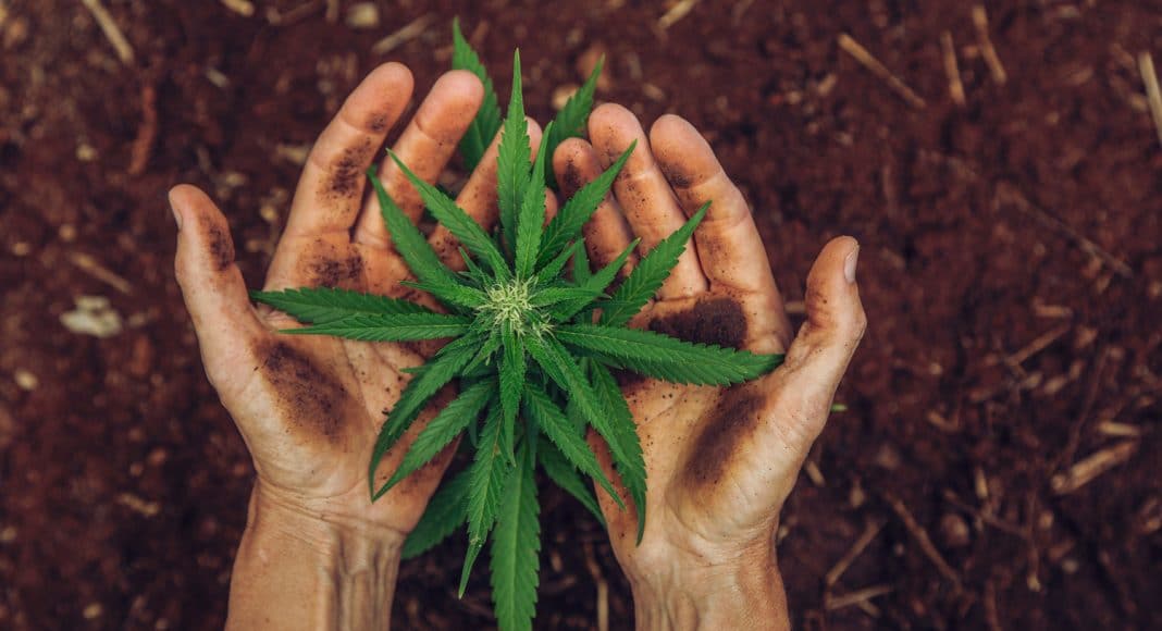 USDA Releases Hemp Rules