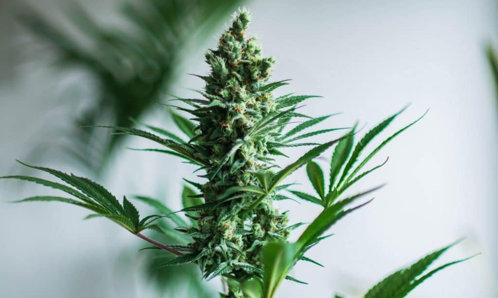 Cannabis And HPV A Treatment Or A Cause?