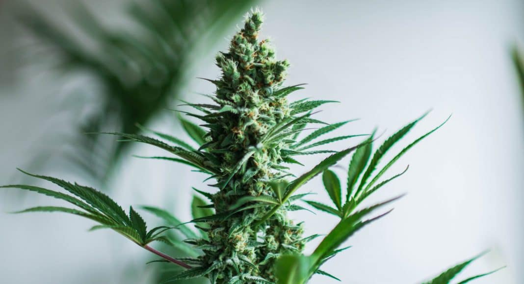 Cannabis And HPV A Treatment Or A Cause?