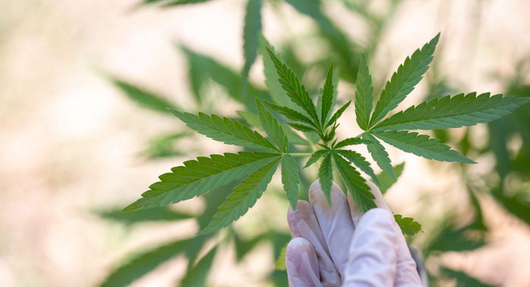 How CBD Blocks The Paranoia And Anxiety From Marijuana's THC