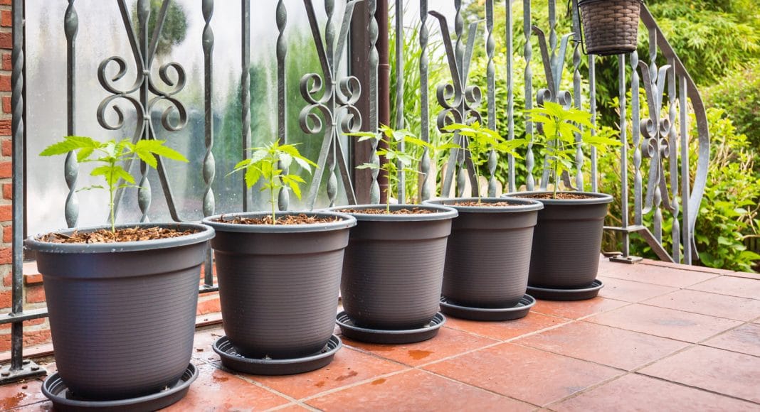 Outdoor Grown Vs. Indoor Grown Cannabis